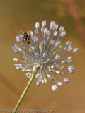 Wild onion