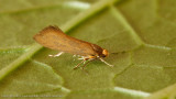 2299 Zwamboorder - Crassa unitella