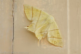 07659 Vliervlinder - Swallow-tailed Moth - Ourapteryx sambucanaria