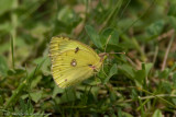 7021 Gele Luzernevlinder - Pale Clouded Yellow - Colias hyale