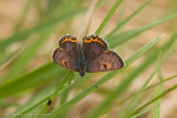 7035 Blauwe Vuurvlinder - Violet Copper - Lycaena helle