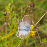 7173 Bleek Blauwtje - Chalk-hill Blue - Polyommatus coridon