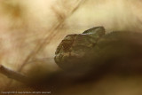 Common Chameleon - Gewone Kameleon - Chamaeleo chamaeleon