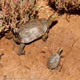 Moorse Beekschildpad - Mediterranean turtle - Mauremys leprosa