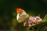 Hebomoia glaucippe - Great Orange Tip