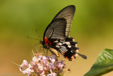Papilio memnon forma alcanor - Great Mormon - Zwarte Page