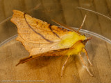 07634 Geelschouderspanner - Canary-shouldered Thorn - Ennomos alniaria