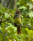 Great Crested Flycatcher (DSB062)