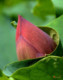 Lotus Bud--Bud in a Blanket (DL049)