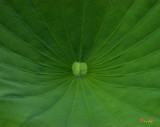 Lotus Leaf--Radiations (DL026)