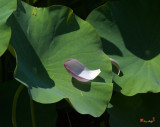 Lotus Leaf--Castoff i (DL073)