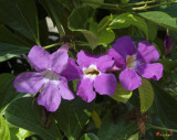 Purple Trumpet Thunbergia Flowers (DTHB273)