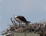Week Two, Osprey After Feeding Chicks (DRB086)
