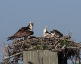 Week Three, Osprey Chick Exercising, Oops! (DRB093)