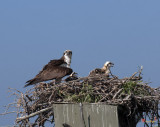 Week Three, Osprey Chicks Panting (DRB094)