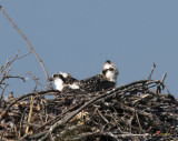Week Five, Osprey Chicks Buffeted by Wind (DRB102)