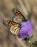 Monarch Butterflies on Field Thistle (DIN162)