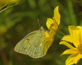 Clouded Sulphur Butterfly (DIN099)