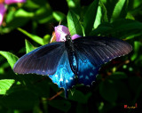 Pipevine Swallowtail (DIN003)