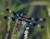 Twelve-spotted Skimmer Dragonfly (DIN116)