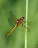 Golden-winged Skimmer Dragonfly (DIN166)