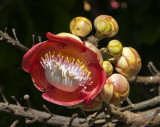 Sara Tree or Cannonball Tree Flower and Buds (DTHU360)