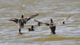 IMG_0285_flight.jpg