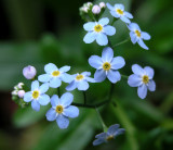 Forget-me-not.jpg