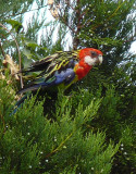 Eastern Rosella.jpg