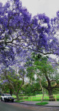 VBLV Jacaranda at North Sydney.jpg