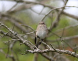 Gr flugsnappare  Spotted Flycatcher  Muscicapa striata  Sweden
