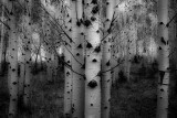 Aspens
