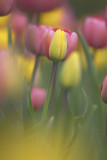 2008 TULIP028w.jpg