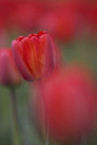 2008 TULIP039w.jpg