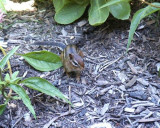 Chipmunk