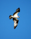 Osprey