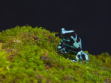 Auratus Dart Frog 