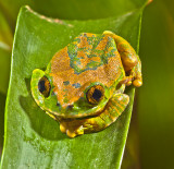 Big Eye Treefrog 
