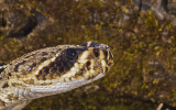 Eastern Diamondback Rattlesnake 