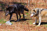 Timber Wolves