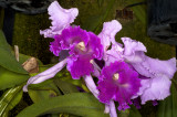 Orchid 6