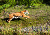 Bengal Tiger 3