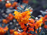 Berberis