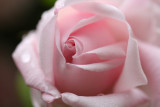 Pink rose