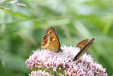 Gatekeeper. Pyronia tithonus