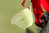 Brimstone.Gonepteryx rhamni