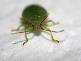 Shield bug