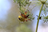 Araneus marmoreus