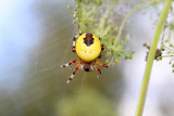 Araneus marmoreus