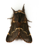 1631 December Moth